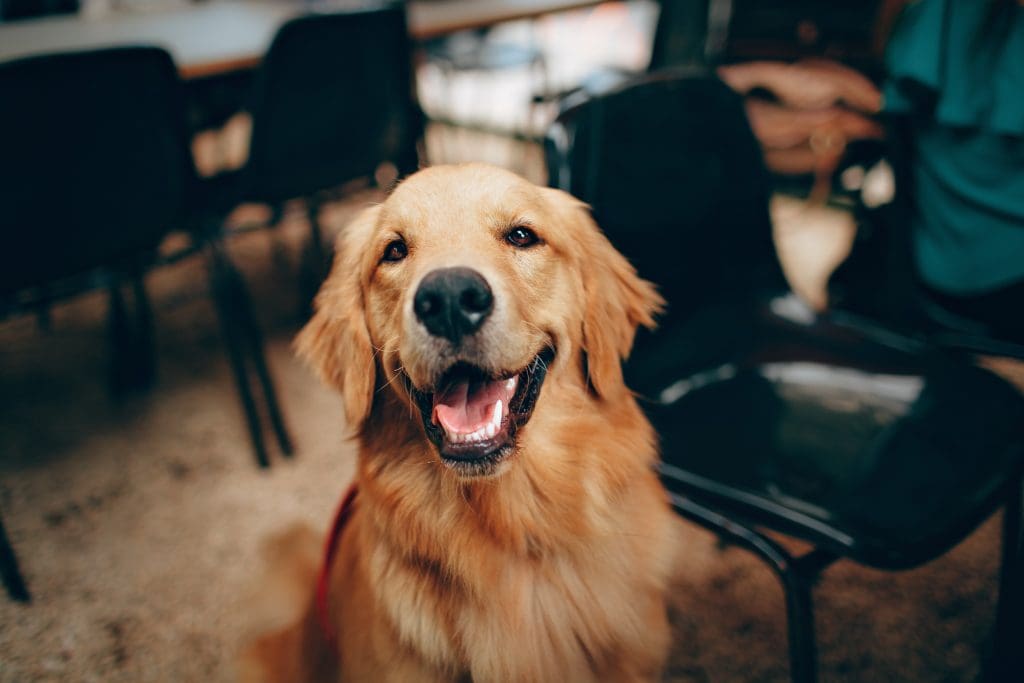 happy golden retriever inside