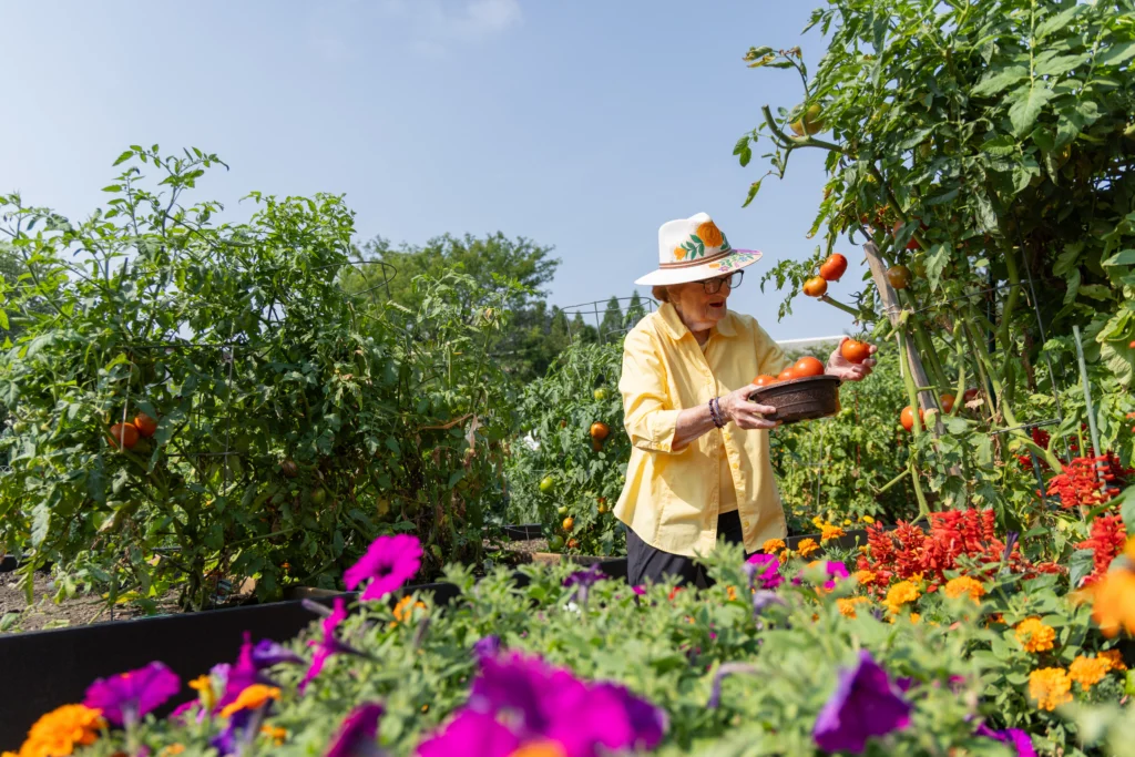 Senior woman gardening at The Moorings of Arlington Heights