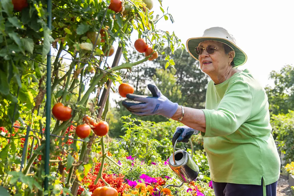A senior resident at The Moorings of Arlington Heights is smiling while reaching for a red tomato from the vine, wearing a sunhat and gloves.